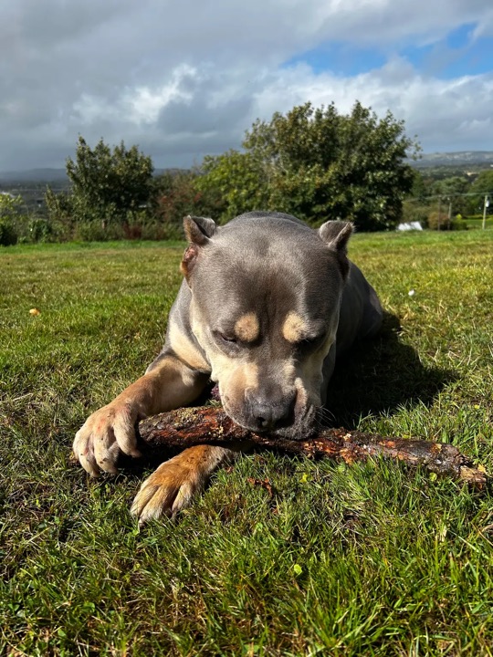 A happy dog enjoying time outside