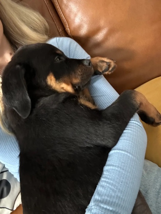 A pet friend looking cozy and loved